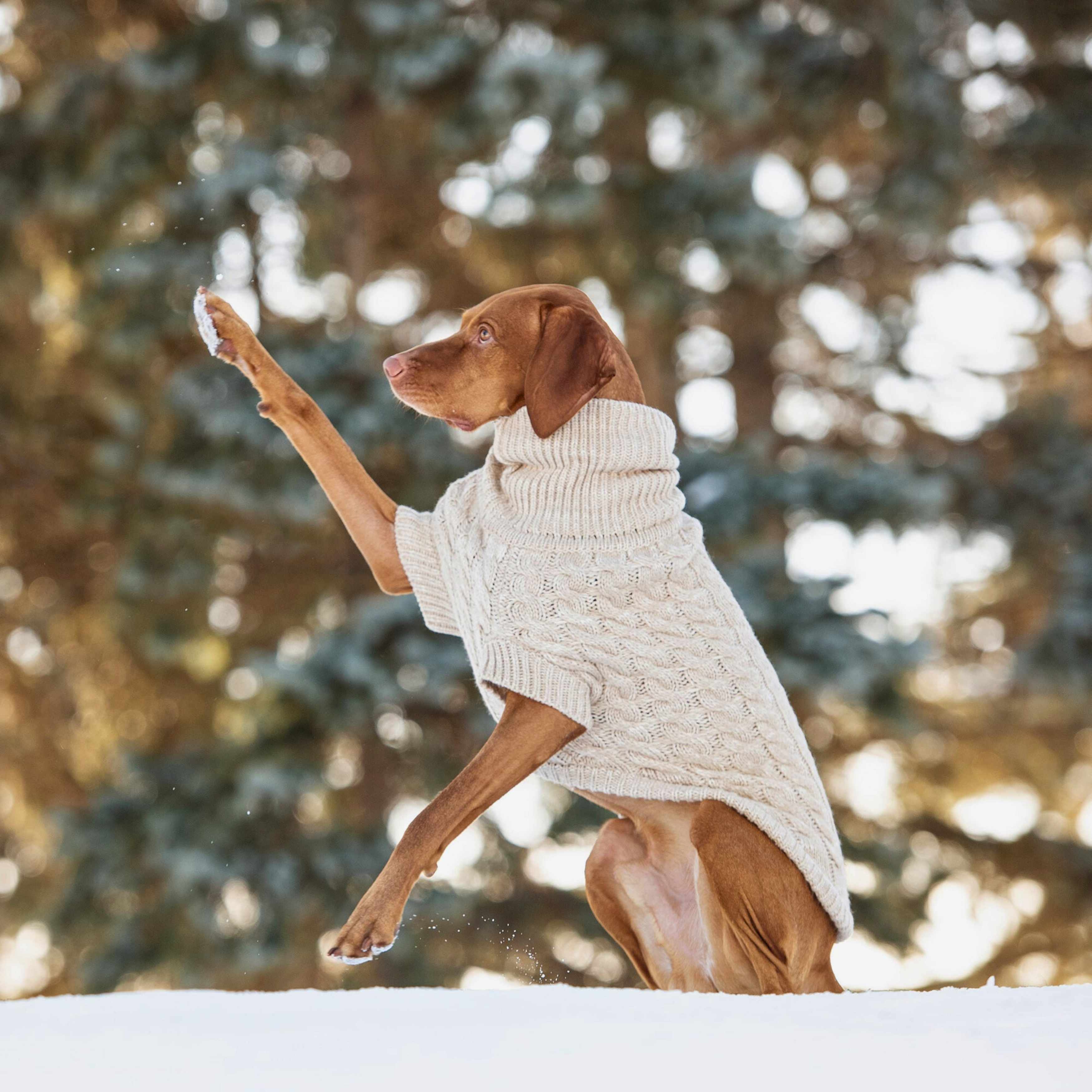 Chalet Dog Sweater - Oatmeal