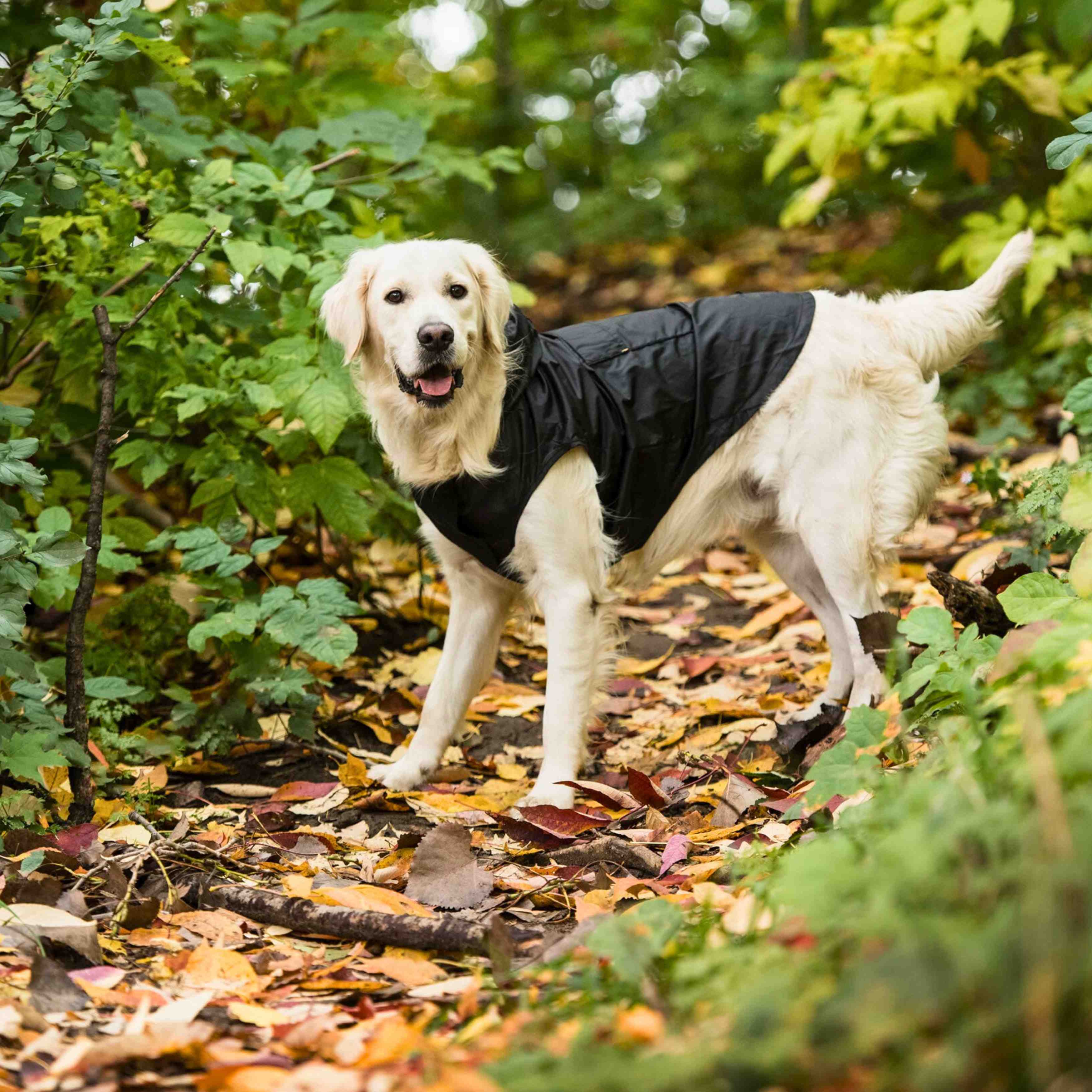 US Army Packable Dog Raincoat - Black